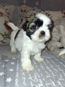 Дополнительные фото: Идеальные чистокровные щенки Ши-Тцу.