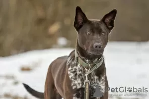 Фото №4. Продажа  в Москва частное объявление - цена Бесплатно