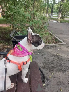 Фото №2 к объявлению №151725 о продаже французского бульдога - купить в Великобритании частное объявление