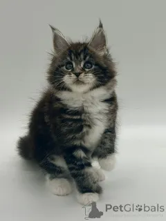 Дополнительные фото: Мейн кун девочка