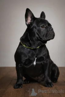 Фото №2 к объявлению №161460 о продаже французского бульдога - купить в Австрии частное объявление