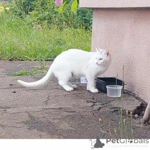 Фото №1. турецкая ангора - купить в Минске за Бесплатно. Объявление №151666