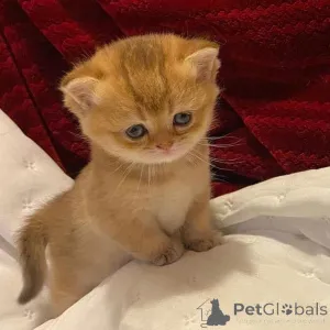 Фото №4. Продам  в Jablonec nad nisou  - цена договорная