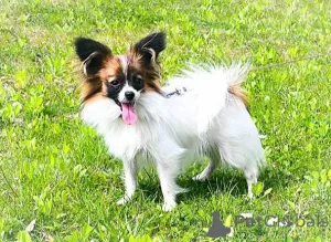 Дополнительные фото: Папийон, Papillon