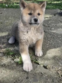 Дополнительные фото: Щенки японской акиты