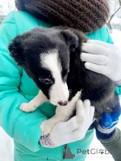 Фото №1. беспородная - купить в Минске за Бесплатно. Объявление №165470