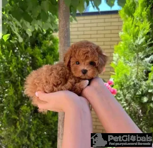 Фото №3. Beautiful poodle puppies Business WhatsApp 37256348129.  Финляндия