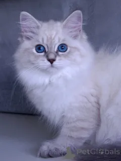 Дополнительные фото: Сибирские кошки на приют игривы и ласковы.