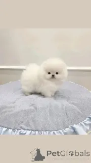 Фото №2 к объявлению №164991 о продаже померанского шпица - купить в Финляндии частное объявление, заводчик