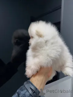 Фото №2 к объявлению №159131 о продаже померанского шпица - купить в Германии заводчик