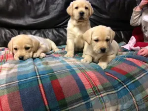 Фото №3. Fröhliche Labrador Retriever-Welpen Bereit Für Die Umsiedlung.  Германия