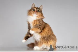 Дополнительные фото: Красавица Фиона в добрые руки.