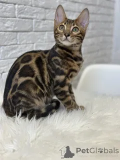 Дополнительные фото: Шикарный Бенгальский кот