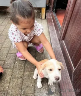 Фото №1. бигль - купить в Приморский за договорная. Объявление №160015