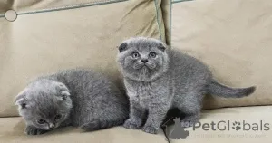 Фото №2 к объявлению №178767 о продаже шотландская вислоухая (скоттиш фолд) - купить в Эстонии 