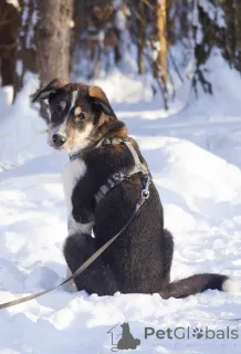 Дополнительные фото: Робби в поисках семьи!
