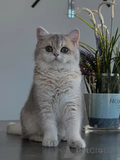 Фото №1. шиншилла кошка - купить в Лейпциг за договорная. Объявление №166818