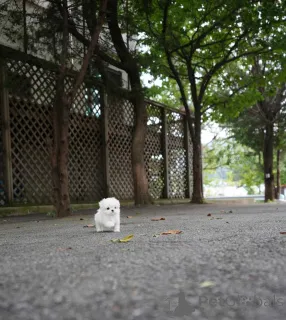 Фото №1. мальтийская болонка - купить в Берлине за 60299₽. Объявление №158130