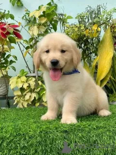 Фото №1. беспородная - купить в Падать за договорная. Объявление №162565