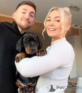 Дополнительные фото: KC зарегистрированный Doberman Puppy