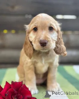 Фото №1. английский кокер-спаниель - купить в Автострада за договорная. Объявление №160392