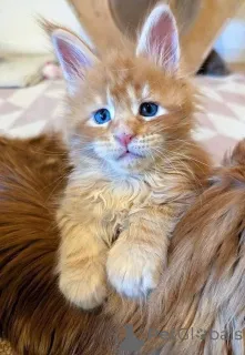 Фото №2 к объявлению №166814 о продаже мейн-кун - купить в Бельгии заводчик