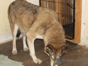 Дополнительные фото: Wolf Hybrid на продажу