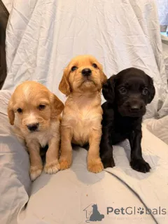 Фото №1. кавалер-кинг-чарльз-спаниель - купить в Калифорния Сити за 44934₽. Объявление №161376