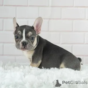 Дополнительные фото: Продаются щенки французского бульдога