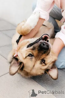 Фото №4. Продажа беспородную в Москве реке  - цена Бесплатно