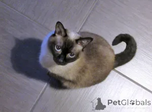 Дополнительные фото: Ищет дом пожилая, очень нежная тайская кошка по имени Сюся