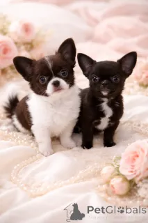 Фото №3. Чёрная VIP жемчужинка!.  Украина