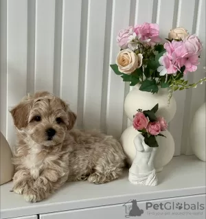 Дополнительные фото: Maltipoo Puppy для усыновления