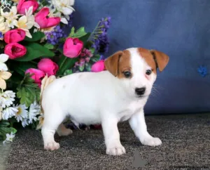 Фото №3. Высококачественные щенки Lilac & Tan Jack Russell Terrier.  Швейцария