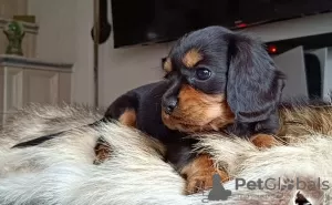 Фото №3. Dreamy Cavalier King Charles Spaniel.  Германия