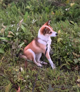 Фото №2 к объявлению №159190 о продаже норвежского бухунда - купить в Норвегии частное объявление