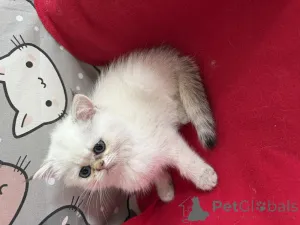 Фото №2 к объявлению №146288 о продаже экзотическая - купить в Польше 