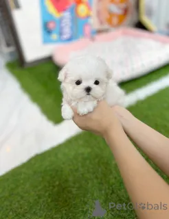 Дополнительные фото: Женские чайные щенки доступны/ Whats App 447577470567