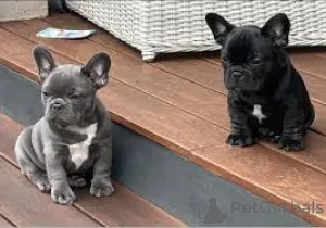 Фото №3. Французский бульдог Welpen zu verkaufen.  Австрия