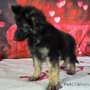 Фото №2 к объявлению №164585 о продаже немецкую овчарку - купить в Германии частное объявление