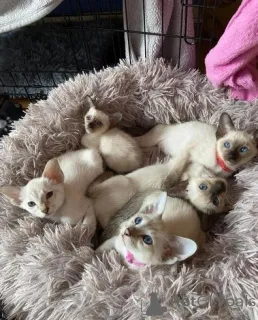 Фото №1. сиамская - купить в Кастроп-Рауксел за 32468₽. Объявление №149736