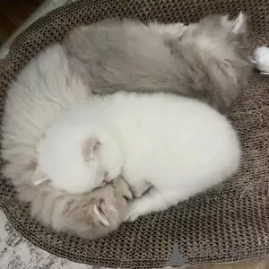 Фото №2 к объявлению №167256 о продаже британская короткошёрстная - купить в Германии частное объявление