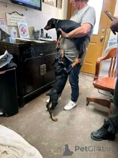 Фото №3. Dejlige Dobermann hvalpe søger et kærligt hjem for altid.  Дания