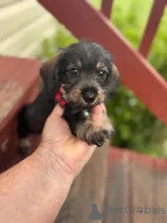 Дополнительные фото: Urocze szczenięta jamnika do adopcji