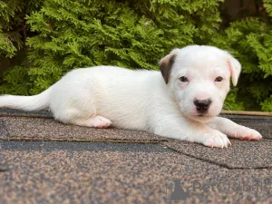 Дополнительные фото: Щенки Джек Рассел Терьер