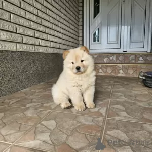 Дополнительные фото: Мужской чау-чау