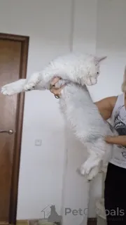 Дополнительные фото: Котята мейнкун