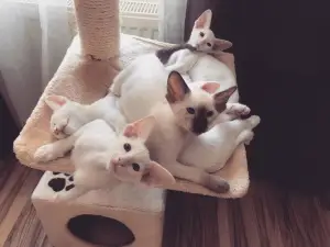 Дополнительные фото: Oriental cats