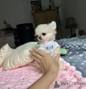 Дополнительные фото: Chihuahua mini