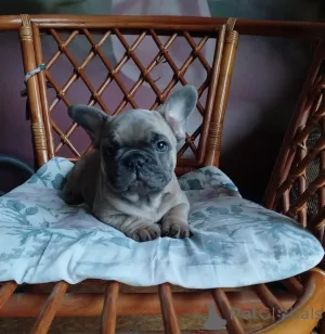 Дополнительные фото: Милые девочки французский бульдог